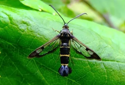 Daunatori coacăz negru (cu fotografii) și control