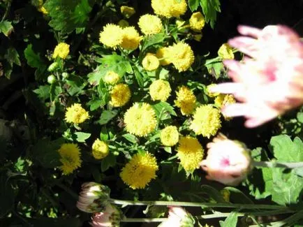 Chrysanthemum morifolium melkotsvetkovaya ültetés és gondozás