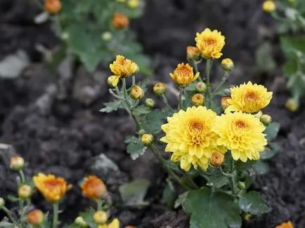 Chrysanthemum morifolium melkotsvetkovaya ültetés és gondozás