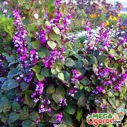 Göndör Lilac fajták, ellátás, a szaporodást és a növényvédő szerek használatának