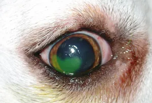 Szaruhártyafekély a kutyák - tünetei, fekélyes keratitis kutyák Moszkva