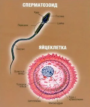 Ou și sperma diferențe, asemănări, diferențe