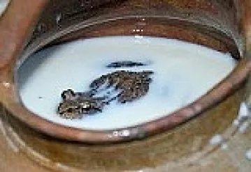 Miért idején az ókori Rus a tej futott békák