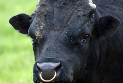 Защо бик пръстен в носа - Интересни факти