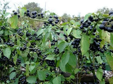 Berry Sunberry hasznos tulajdonságai, ellenjavallatok