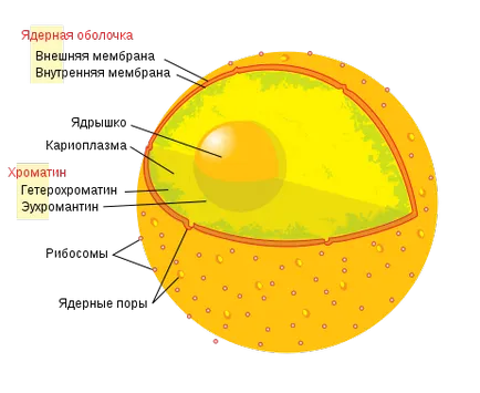 Nucleul celulei, biologie