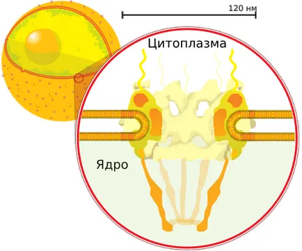 Nucleul celulei, biologie