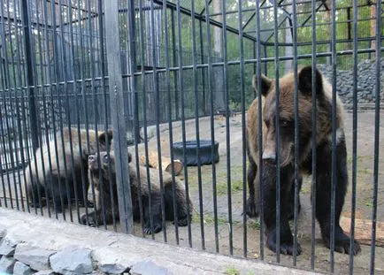 Zoo, Новосибирск, България описание, снимки, което е на картата, как да се получи