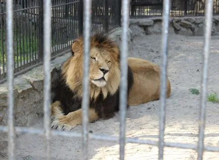 Zoo, Новосибирск, България описание, снимки, което е на картата, как да се получи