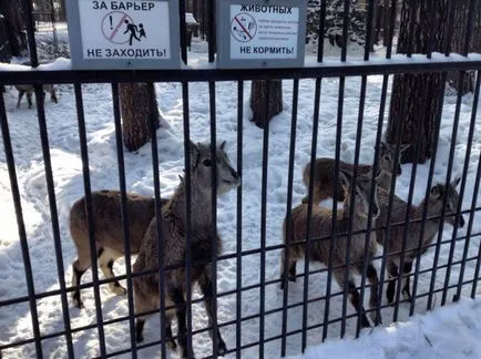 Zoo, Novosibirsk, descriere România, fotografii, care se află pe hartă, cum să obțineți