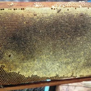 10 A nem várt előnyös tulajdonságait mézes mustár minden bajok