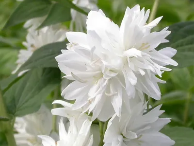 5 leghatékonyabb virágzó cserjék Ural