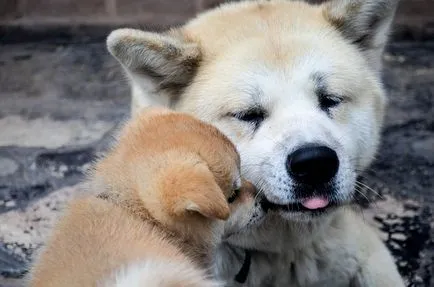 Акита Inu описание порода, характер, здравеопазването и социалните грижи, фото