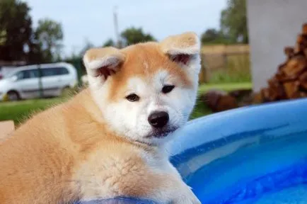 Akita Inu, o rasa, Akita fotografie