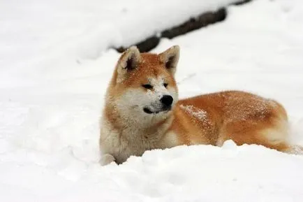 Акита Inu, порода, акита снимка