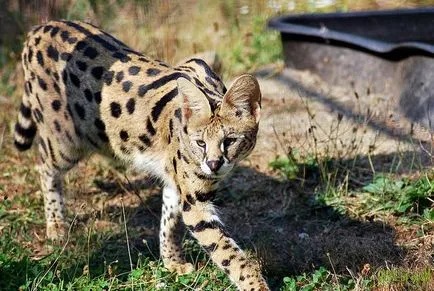 Serval african