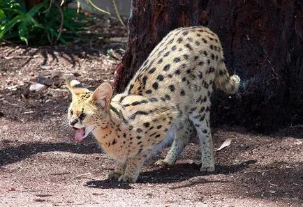 Serval african