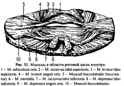 Actul de mestecat si inghitirea - un portal dentar bun, portal dentare bun