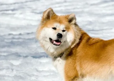 Akita Inu, o rasa, Akita fotografie