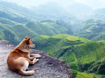 Akita Inu, o rasa, Akita fotografie