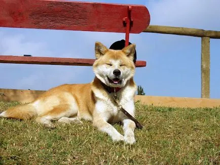 Akita Inu, o rasa, Akita fotografie