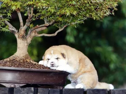 Akita Inu, o rasa, Akita fotografie