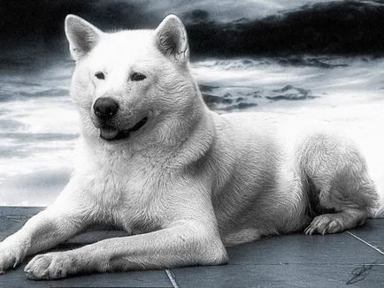 Akita Inu, o rasa, Akita fotografie