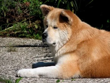 Akita Inu, o rasa, Akita fotografie