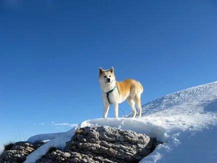 Akita Inu, o rasa, Akita fotografie