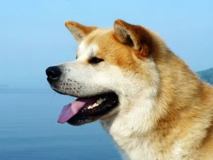 Akita Inu, o rasa, Akita fotografie