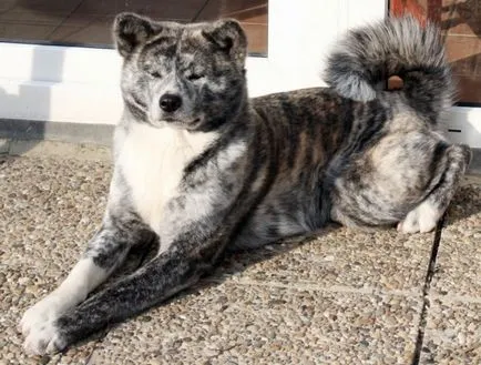 Akita Inu, o rasa, Akita fotografie