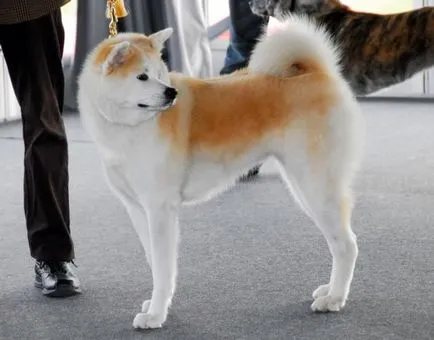 Akita Inu, o rasa, Akita fotografie