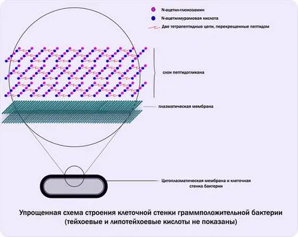 Actinomycetes szerkezete és megélhetés