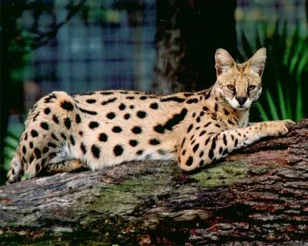 Serval african