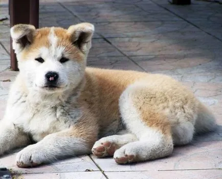 Akita Inu, o rasa, Akita fotografie