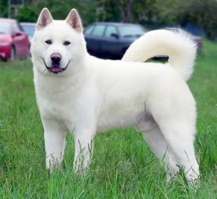 Akita Inu, o rasa, Akita fotografie