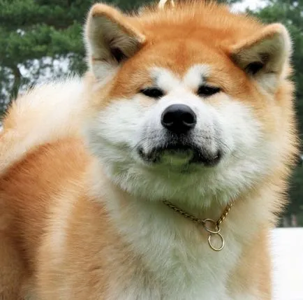 Akita Inu, o rasa, Akita fotografie