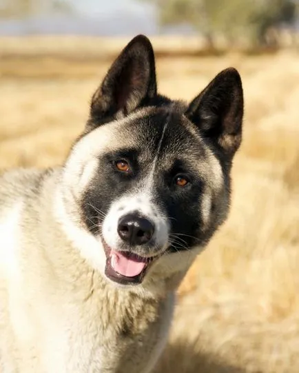 Акита Inu, порода, акита снимка