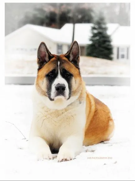 Akita Inu, o rasa, Akita fotografie