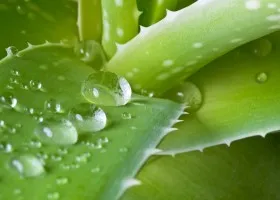 Aloe Vera arc-