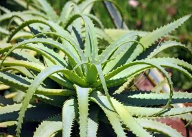 Aloe Vera arc-