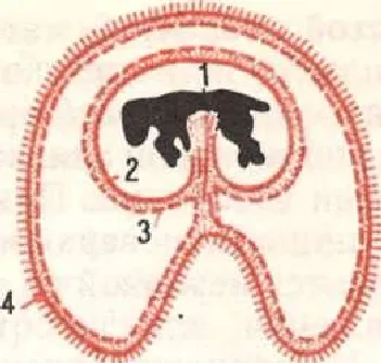 period_4 prenatală