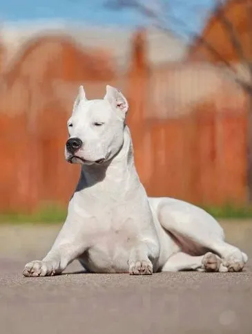 Descriere Dogo Argentino rasă, fotografii și caracterul, și de îngrijire a sănătății