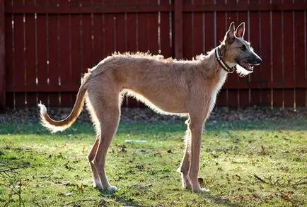 Odocoileus câine fotografie, câine ren, originea utilizării de fotografii de rock de câini de vânătoare