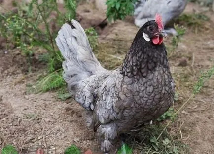 Андалусия пилета Chicken порода - описание, снимки и видео