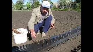 Посадка винограду чубуками навесні і восени в пляшки будинку (навесні) Посадка винограду чубуками навесні і восени в пляшки будинку