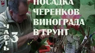 Посадка винограду чубуками навесні і восени в пляшки будинку (чубуками) Посадка винограду чубуками навесні і восени в пляшки будинку