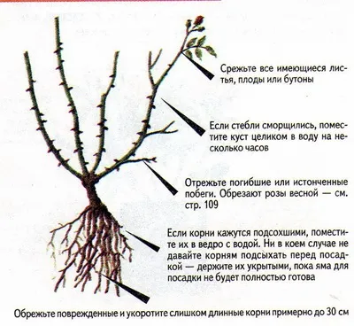 Посадка троянд, вибір місця, підготовка грунту, час посадки, підготовка троянд до посадки