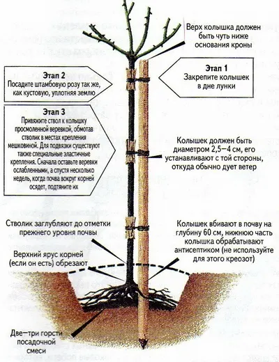 Посадка троянд, вибір місця, підготовка грунту, час посадки, підготовка троянд до посадки