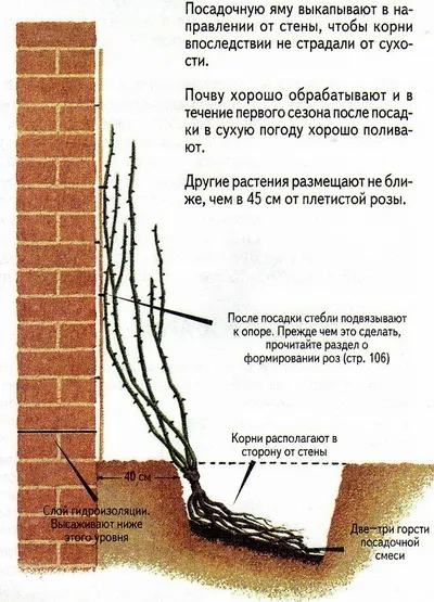 Посадка троянд, вибір місця, підготовка грунту, час посадки, підготовка троянд до посадки